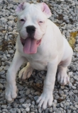 adorable male and female boxer puppies available